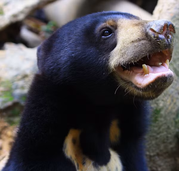 Môi trường sống của chúng bị phân tán rất nhiều do mất rừng, Theo sách Đỏ của IUCN về các loài bị đe dọa, số lượng gấu chó đã bị giảm hơn 30% trong 30 năm qua.