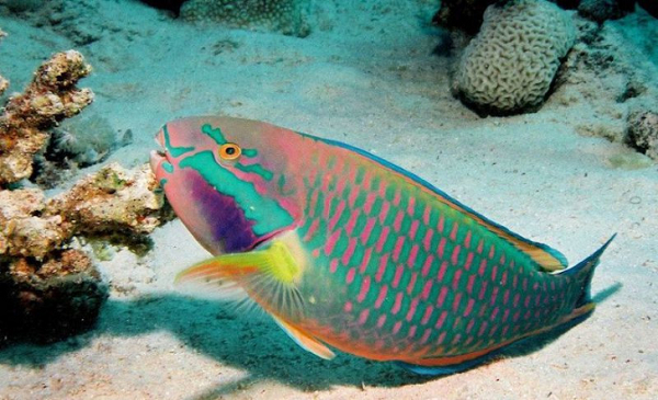 Cá Vẹt ăn tảo, rong nhưng đặc biệt là ăn san hô chết để thải ra cát mịn. Chúng dành tới 90% thời gian trong ngày để ăn. Nói cách khác, chúng làm sạch rạn san hô. Vì vậy cá Vẹt còn được mệnh danh là "máy làm cát".