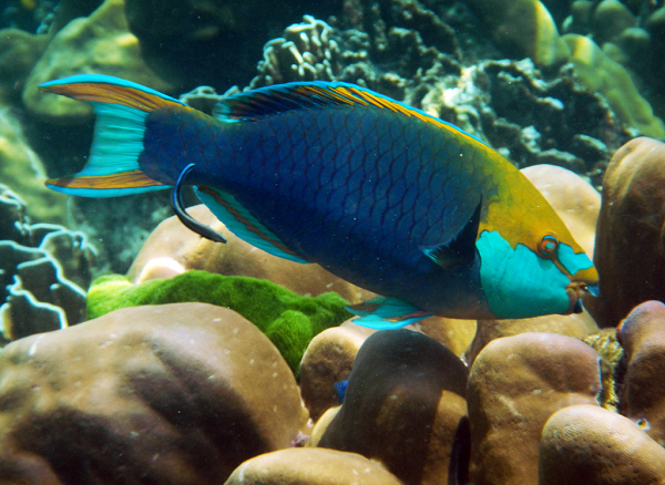 Nếu cá Vẹt đầu đàn chết đi, bạn đời của chúng sẽ chuyển đổi giới tính thành đực và tiếp tục duy trì ngôi vị đầu đàn.