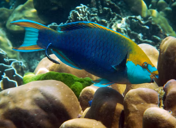 Nếu cá Vẹt đầu đàn chết đi, bạn đời của chúng sẽ chuyển đổi giới tính thành đực và tiếp tục duy trì ngôi vị đầu đàn.