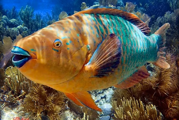Để làm được điều này, cá Vẹt dùng hàm cứng như mỏ chim và răng hàm chắc khỏe của nó.