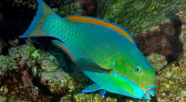 Điều này rất quan trọng vì hầu hết các rạn san hô trên khắp vùng nhiệt đới đang bị tảo làm mờ đi vì không có đủ cá Vẹt và các loại cá ăn thực vật biển khác.