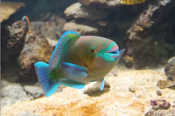 Một số loài cá Vẹt tự bao bọc mình bằng một chiếc kén trong suốt làm bằng chất nhầy tiết ra từ cơ quan trên đầu chúng. Các nhà khoa học cho rằng chiếc kén này có công dụng như một chiếc mặt nạ giúp che dấu mùi hương khỏi những kẻ săn mồi ban đêm.