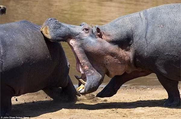 Hà mã là thủ phạm giết nhiều người hằng năm ở Châu Phi, nhiều hơn các loài thú có túi khác. Trong thế giới tự nhiên, Hà mã thực sự là kẻ rất nguy hiểm