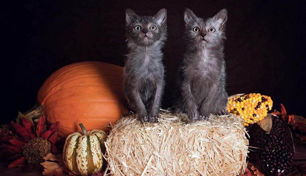 Ngoài ra, chúng còn thích đứng bằng hai chân sau, học cách để sử dụng nhà vệ sinh và đôi khi còn vươn đôi chân trước ra như thể vươn đôi tay. Chúng khá ga lăng, có xu hướng bảo vệ trẻ em và những con mèo khác.