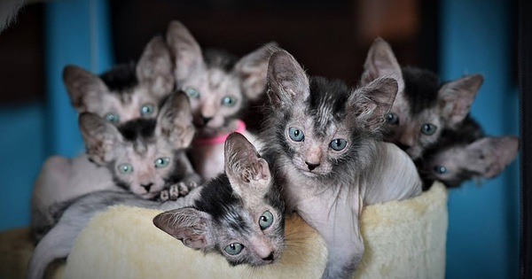 Chúng là kết quả của sự đột biến gene ở loài mèo Mỹ lông ngắn. Sự đột biến gene khiến những con mèo Lykoi không phát triển lông như các loài mèo bình thường mà bị ức chế, khiến khu vực quanh mắt, mũi, miệng và tai chúng đều không có lông.