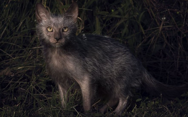 Giống mèo Lykoi cực kỳ quý hiếm được nhân giống lần đầu tiên vào năm 2011 tại bang Tennessee (Mỹ) và thường được bán với giá khoảng 2.000 USD mỗi con giống.