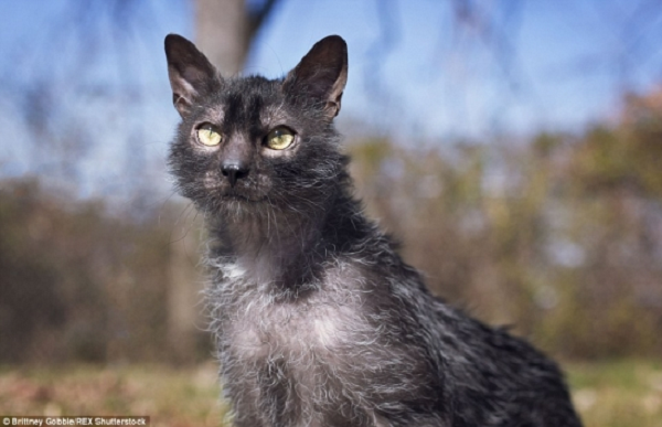 Phần lông còn lại trên cơ thể mèo Lykoi cũng phát triển giống như loài sói. Một điều đặc biệt khác khiến mèo Lykoi trở nên khác với tất cả các giống mèo là chúng có hành vi như một... con chó!