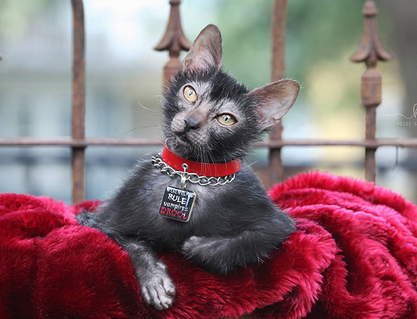 Giữ vệ sinh ở các vùng nhạy cảm như: mắt, mũi, tai,… và đưa tới các cơ sở thú y để thăm khám định kỳ là những hoạt động sẽ giúp mèo Lykoi có một cơ thể khỏe mạnh, tránh xa bệnh tật.