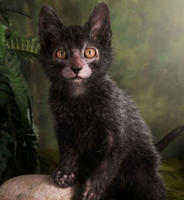 Lykoi được mệnh danh là "mèo ma sói trong họ nhà mèo" nhờ vẻ ngoài độc đáo, kết hợp của nhiều giống mèo khác nhau. Những con mèo Lykoi vừa giống loài mèo không lông sphynx, vừa giống đôi mắt to tròn của mèo Mỹ lông ngắn nhưng lại có khuôn mặt hao hao nhân vật người sói Wolverine.