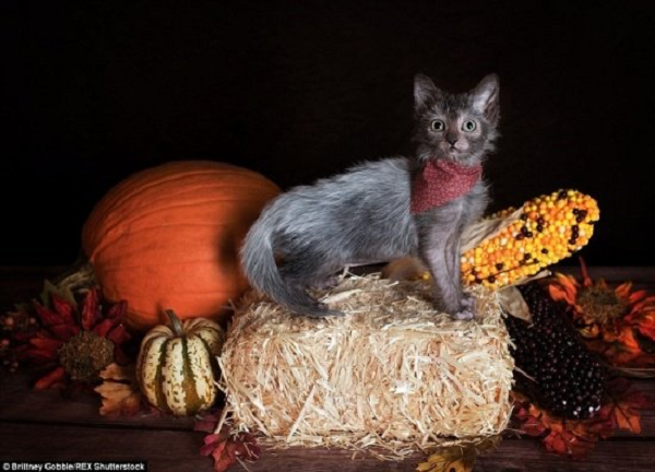 Bên cạnh đó, chúng cũng rất tình cảm, thích gần gũi con người và trung thành với chủ. Chúng sở hữu khả năng săn mồi nhanh nhạy giống như loài sói, luôn theo sát và vồ vào bất cứ thứ gì mà chúng cho là con mồi của mình.