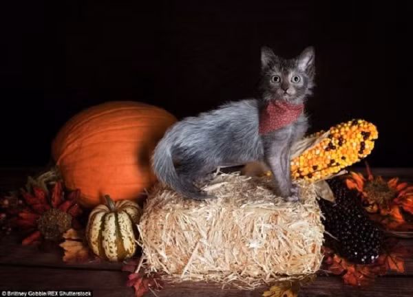 Bên cạnh đó, chúng cũng rất tình cảm, thích gần gũi con người và trung thành với chủ. Chúng sở hữu khả năng săn mồi nhanh nhạy giống như loài sói, luôn theo sát và vồ vào bất cứ thứ gì mà chúng cho là con mồi của mình.