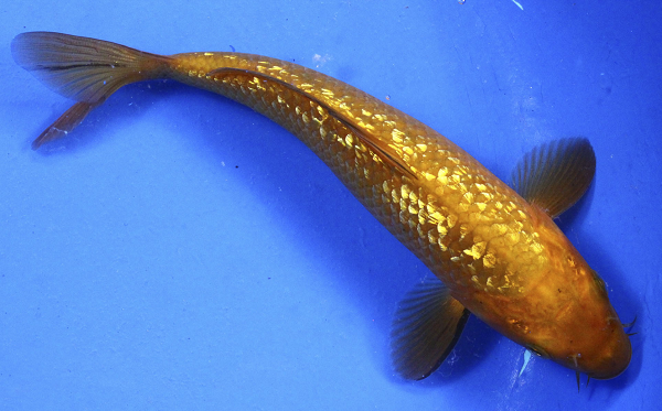 Hiện nay, Koi là loài cá được ưa chuộng hàng đầu trong các dinh cơ, biệt thự, khuôn viên nghỉ dưỡng ở các nước Âu, Mỹ. Loài cá nổi tiếng tới mức dân sành chơi vẫn thường ví von Koi với tên gọi "viên ngọc", "trái tim" của hồ vườn.