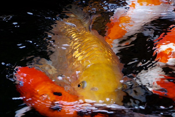 Cá Koi có đến khoảng hơn 100 giống khác nhau, tuy nhiên đều có thân hình đẹp, màu sắc đa dạng nên thích hợp sử dụng để trang trí bể cá cảnh trong nhà với giá vô cùng đắt đỏ, lên tới hàng chục thậm chí hàng trăm triệu đồng.