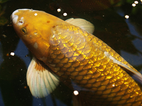 Chúng có thể tăng trưởng từ 50 – 150mm mỗi năm, tuổi thọ cá Koi trung bình từ 25 – 35 năm. Tuy nhiên có những trường hợp nuôi cá Koi ao thì có thể lên đến hơn 200 tuổi.