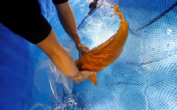 Cá là động vật thụ tinh ngoài nên sau khi cá cái đẻ xong cá đực sẽ bơi theo sau để thụ tinh lên trứng. Bên cạnh Red Chagoi, còn nhiều giống cá Koi quý và đắt giá khác như Ginrin, Karashi, Cá Koi Bướm,...