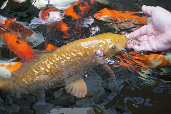 Trứng cá Koi là trứng dính nên khi đẻ trứng thường dính lên các gia thể. Trong điều kiện nhân tạo người ta thường sử dụng lục bình hoặc vải lưới để tạo giá thể cho trứng bám.