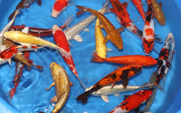 Koi là dòng cá cao cấp nên thức ăn cũng cần đảm bảo vệ sinh. Đối với cá Koi con: thức ăn bằng sinh vật phù du, bột đậu nành pha loãng, bobo,…Đối với Koi đã cứng cáp: sử dụng động vật tầng đáy như giun, loăng quăng, ốc, ấu trùng sinh sống ở hồ,…