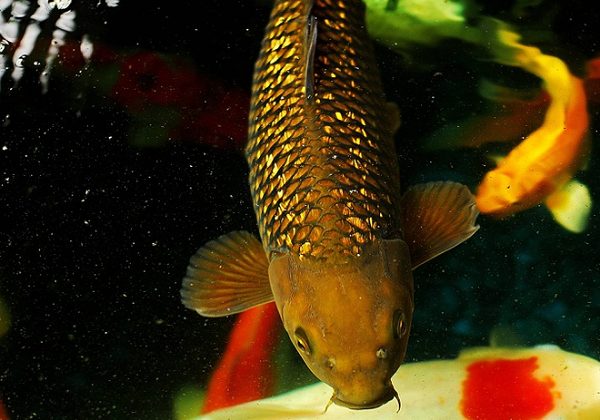 Thông thường trong hồ Koi, các chủ nhân thường nuôi Red Chagoi để dẫn dắt cả đàn cá lên ăn. Trong các loại chagoi xanh, vàng và nâu đỏ thì con chagoi nâu đỏ là đẹp nhất.