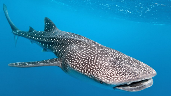 Mặc dù có tên gọi và kích thước dữ dội như vậy, nhưng kẻ khổng lồ biển này lại không phải là một sát thủ săn mồi đáng sợ như những loài cá mập khác.