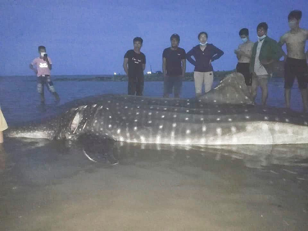 Theo quan sát ban đầu, con cá lạ có thể là loài cá mập voi, còn gọi là cá mập hoa. Bởi quan sát trên toàn thân cá thấy nổi lên các đốm trắng đục như hoa.