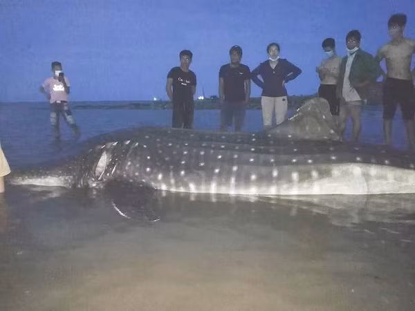 Theo quan sát ban đầu, con cá lạ có thể là loài cá mập voi, còn gọi là cá mập hoa. Bởi quan sát trên toàn thân cá thấy nổi lên các đốm trắng đục như hoa.