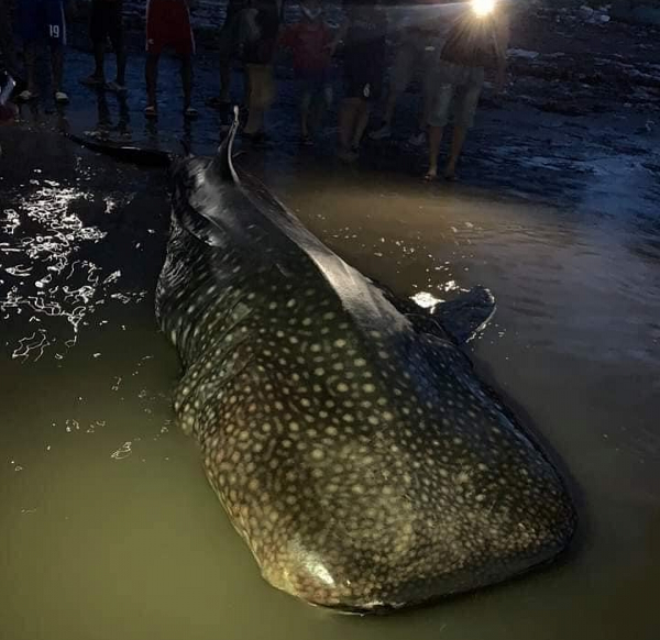 Người dân xã Diễn Thành bất ngờ phát hiện một con cá lạ có kích thước khổng lồ, nặng hơn 1 tấn và dài tới 4 mét trôi dạt vào cửa Lạch Vạn thuộc xóm 4, xã Diễn Thành, huyện Diễn Châu.