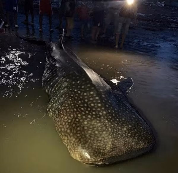 Người dân xã Diễn Thành bất ngờ phát hiện một con cá lạ có kích thước khổng lồ, nặng hơn 1 tấn và dài tới 4 mét trôi dạt vào cửa Lạch Vạn thuộc xóm 4, xã Diễn Thành, huyện Diễn Châu.