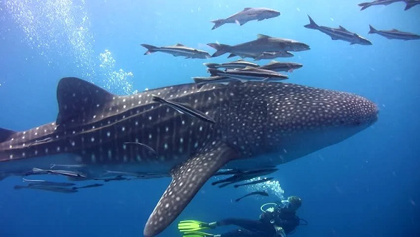 Cá mập voi dùng chiếc hàm khổng lồ của mình hút mọi thứ trên đường đi để lọc lấy thức ăn rồi lại tự đào thải nước biển ra khỏi cơ thể .