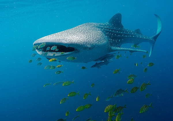 Nhãn cầu được bọc răng của cá mập voi là một cách bảo vệ mắt mới lạ trong số các loài động vật có xương sống. Theo các nhà khoa học này, "các răng xuất hiện ở khu vực mắt khác về hình thái so với các răng mọc trên da được phân bố trên phần còn lại của cơ thể”.