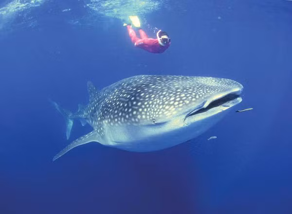 Các đặc điểm nhận dạng khác bao gồm thân hình sắp xếp hợp lý và đầu phẳng, rộng. Cá mập voi có xu hướng thích những nơi ấm áp và chúng thường được thấy ở tất cả các vùng nước nhiệt đới trên khắp thế giới.