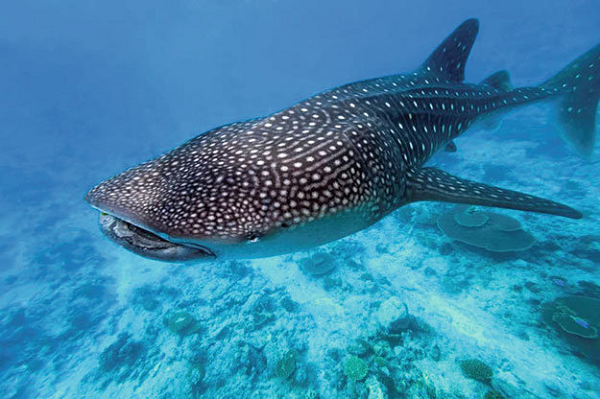 Cá mập voi có màu sắc tuyệt đẹp trên lưng và hai bên. Nó được hình thành từ các đốm sáng và sọc đều đặn trên nền xám đậm, xanh lam hoặc nâu. Mặt dưới của cá mập voi có màu sáng.