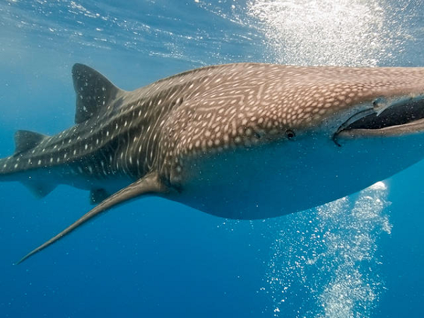 Các nhà khoa học không rõ tại sao cá mập voi lại có kiểu màu sắc phức tạp và đặc biệt này. Chúng tiến hóa từ cá mập thảm sống dưới đáy có những dấu hiệu cơ thể đáng chú ý, vì vậy có lẽ những dấu hiệu của cá mập chỉ đơn giản là thức ăn thừa của quá trình tiến hóa.