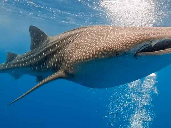 Các nhà khoa học không rõ tại sao cá mập voi lại có kiểu màu sắc phức tạp và đặc biệt này. Chúng tiến hóa từ cá mập thảm sống dưới đáy có những dấu hiệu cơ thể đáng chú ý, vì vậy có lẽ những dấu hiệu của cá mập chỉ đơn giản là thức ăn thừa của quá trình tiến hóa.