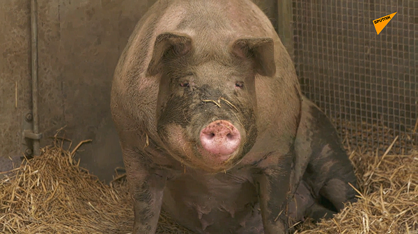 Sau khi dự đoán chính xác chiến thắng của Anh trong trận bán kết với Đan Mạch, Susie đã tiên đoán đội đội Anh - quê hương của nó sẽ thắng trong trận chung kết EURO 2020 giữa Anh và Ý diễn ra tối nay (12/7).