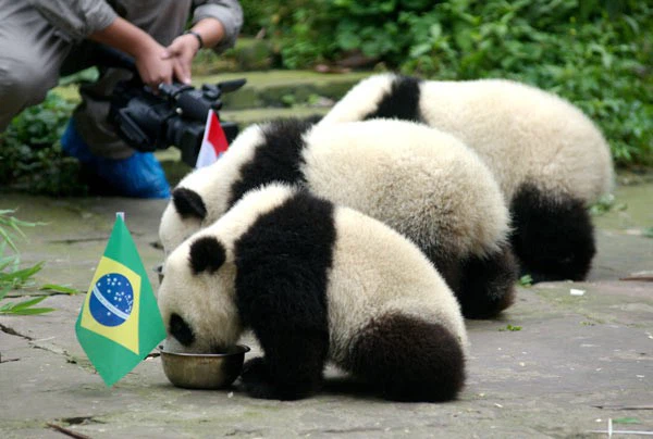 Những con gấu trúc lớn dễ thương ở Trung tâm Bảo vệ và Nghiên cứu Gấu trúc lớn ở Tứ Xuyên dự đoán kết quả World Cup bằng cách chọn đồ ăn trong bát đã gắn cờ.