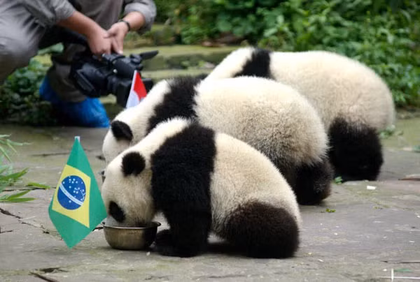 Những con gấu trúc lớn dễ thương ở Trung tâm Bảo vệ và Nghiên cứu Gấu trúc lớn ở Tứ Xuyên dự đoán kết quả World Cup bằng cách chọn đồ ăn trong bát đã gắn cờ.