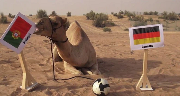 Vào năm 2014, tờ Gulf News có trụ sở tại Dubai bất ngờ phát hiện ra một con lạc đà cực khôn ngoan tên là Shaheen. Nó đã chỉ ra chính xác kết quả một số trận đấu thuộc World Cup 2014.