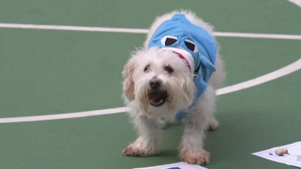 Datou từng trở thành tâm điểm chú ý tại Hồng Kông sau khi dự đoán đúng kết quả trận mở màn Nga - Saudi Arabia, giống như mèo Achilles và lạc đà Shaheen.