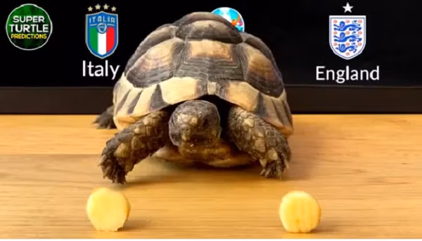 Tuy nhiên, rùa tiên tri ASMR lại đặt niềm tin vào Ý, Azzurri là đội bóng duy nhất toàn thắng ở giải đấu năm nay. Trước đó, Rùa tiên tri đã dự đoán chính xác 100% kết quả các trận đấu tại tứ kết và bán kết Euro 2020.