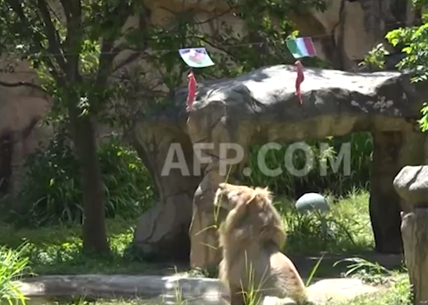 Một chú sư tử trắng tên Boy tại Thái Lan đã thu hút sự chú ý khi dự đoán đúng 4 trận đấu tại EURO 2020. Chú sư tử này dự đoán bằng cách dùng chân ngoạm miếng thịt được buộc dưới quốc kỳ của mỗi đội xuống.