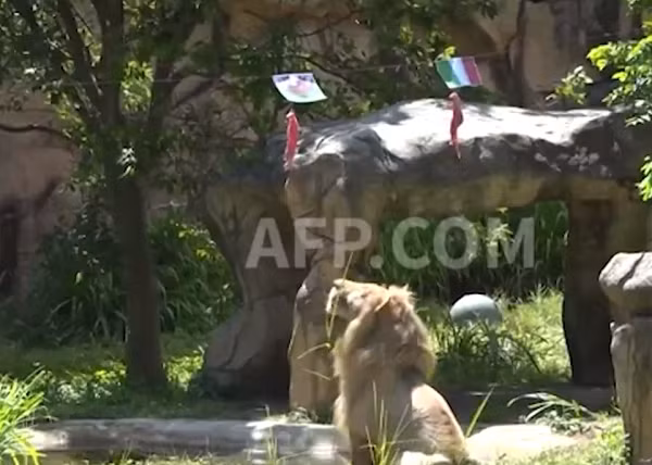 Một chú sư tử trắng tên Boy tại Thái Lan đã thu hút sự chú ý khi dự đoán đúng 4 trận đấu tại EURO 2020. Chú sư tử này dự đoán bằng cách dùng chân ngoạm miếng thịt được buộc dưới quốc kỳ của mỗi đội xuống.