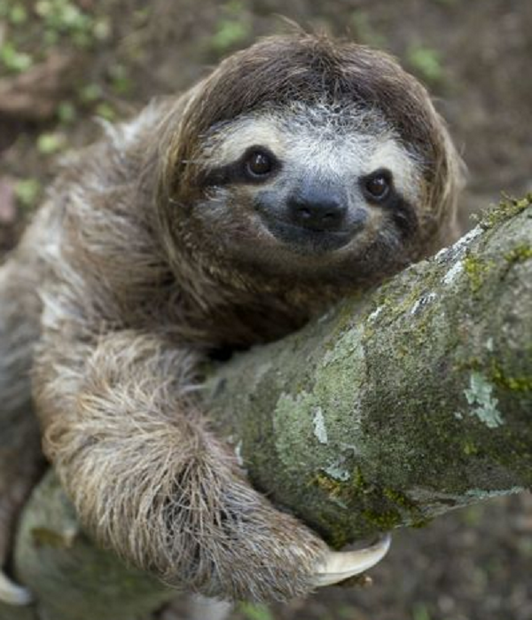 Lười con ngay khi vừa mới sinh ra thì đã lười biếng, chúng không thèm di chuyển mà chỉ việc nằm im trên bụng lười mẹ, thậm chí còn đi vệ sinh ngay trên cơ thể của mẹ mình.