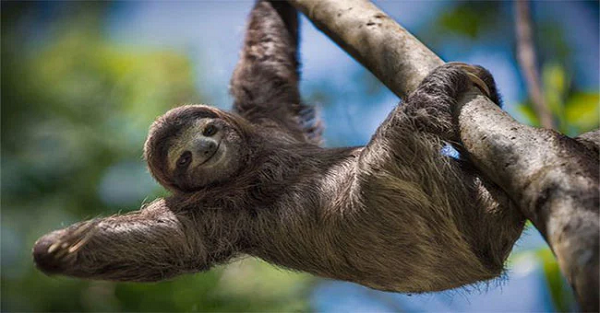 Con lười (danh pháp khoa học: Folivora) là một phân bộ động vật thuộc về họ Megalonychidae (lười hai ngón) và họ Bradypodidae (lười ba ngón), sống chủ yếu trong các rừng mưa nhiệt đới ở Nam Mỹ.