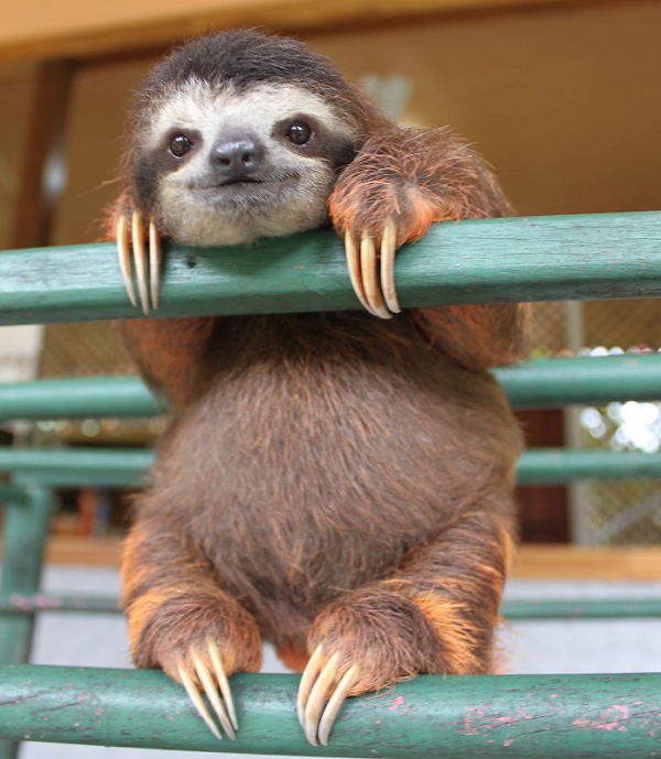 Có nhiều nguyên nhân dẫn đến sự chậm chạp và lười biếng của loài động vật này. Một trong số đó do thị lực kém của chúng. Bên cạnh đó, sự di chuyển chậm lại chính là thứ đem đến lợi thế sinh tồn cho loài động vật này.