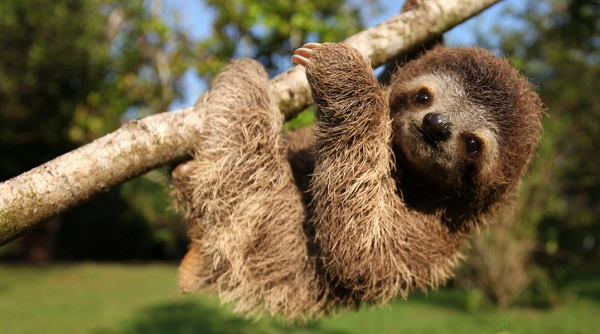 Tuy nhiên, có một sự thật là sinh vật chậm chạp, yếu ớt và lười biếng này lại có thể sống sót qua 64 triệu năm, và tới tận ngày nay vẫn chưa bị tuyệt chủng.