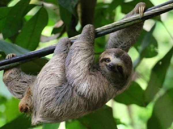 Ở các con vật khác, chúng thường có thói quen chải lông cho nhau, nhưng ở lười thì việc đó không bao giờ xảy ra, đó cũng chính là lý do vì sao bộ lông của lười rất bẩn và thường bết dính vào nhau. Ở một số con, lông của chúng còn bám đầy rong rêu như những thân cây lâu năm.