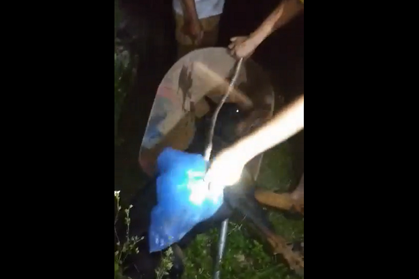 Theo clip được chia sẻ trên mạng xã hội, một chú chó to đã nằm bất động sau khi chạm chán với một con rắn. Ngay sau đó, con rắn này cũng bị người dân kịp thời phát hiện và giết chết.