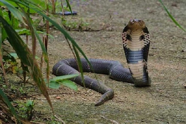 Rắn hổ mang có khả năng khống chế lượng chất độc khi cắn con mồi. Chúng tiết ra chất độc chứa trong 1 túi cơ của tuyến nọc nằm ở vòm họng. Túi cơ này sẽ co bóp đưa nọc độc đến răng nanh khi chúng tấn công.