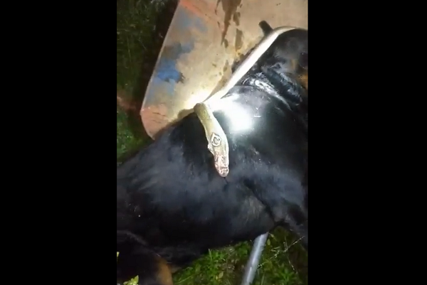 Thông tin này khiến người hoang mang vì con rắn trực tiếp bò vào nhà, nếu không bị chú chó phát hiện rất có thể gây nguy hiểm cho những thành viên trong gia đình.